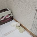 아르필의원 네이버블로그