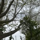 용산-현장-1982 이미지