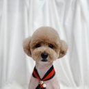 플러피독 이미지