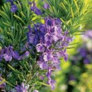 브레인생활건강 이미지