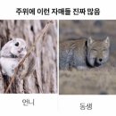 돌마로 이미지
