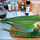 레베농장 이미지