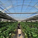 솜사탕 | 파주 딸기 체험 농장 추천: 월롱팜 예약 가격 및 5세 7세 아이와 솜사탕 후기