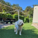 이리온애견펜션 이미지