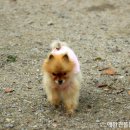 애견호텔 이미지