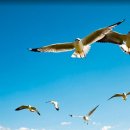 갈매기꿈 이미지