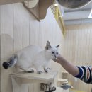 청주고양이카페아이캣유 네이버블로그