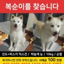 서울 강남구 학동역 부근에서 실종된 복순이를 찾습니다 이미지