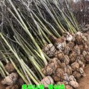 강진4호 이미지