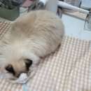 고양이 무마취 미용 냥털도둑 | 믿고 보는 고양이 미용은 고양이 무마취 미용 냥털도둑