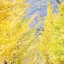 은행나무펜션 이미지