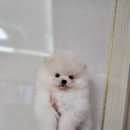 ch po love 이미지