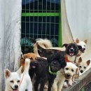 안정길 | 8월 여름, 전북 군산 리턴으로 유기동물봉사활동 다녀온 후기, 봉사활동 신청방법