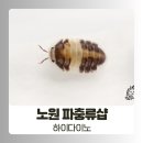 UR(구리시)-[갈매순환로]-하-4 | 노원 파충류샵 크레스티드게코 등각류 전문샵 하이다이노