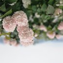 핑크오데마리 꽃입니다 이미지