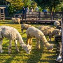 제주다반사 이미지