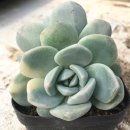 혜미농장 이미지