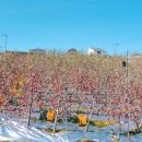 오렌지꽃향기는바람에날리고민박 이미지