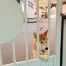젠틀펫동물병원 | 대구 가볼만한곳:) 애견카페 젠틀펫, 강아지유치원•동물병원•미용까지 한 곳에
