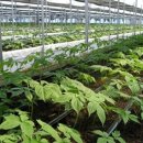 (주)디에스팜 이미지