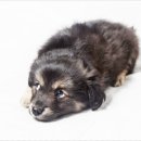 우리펫살롱 이미지