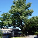 느티나무 이미지