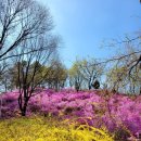 가평종합운동장-2 | 부천 원미산 진달래축제 2026 후기🌸 부천종합운동장 2번출구 꿀팁 + 사람 많은 시간