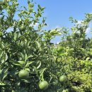 이디오라게 이미지