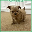 주식회사 퍼피댕 강아지분양 고양이입양 안심분양소 대전본점 | 대전 오류동 강아지입양 고민 끝에 선택한 현실 후기