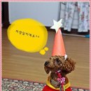 뽀삐네 Daum카페