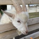 건지목장 이미지