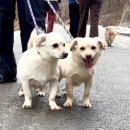 우애