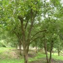 순양농장 이미지