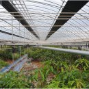 임마누엘농장 이미지