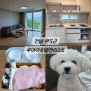 복슬강아지 | 완도 애견동반 숙소 루미아호텔앤리조트 완도펜션