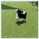 아이조아요양보호소 전남광주점 | 전주강아지보호소 지인 소개로 방문했어요