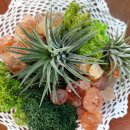 (원데이) 나만의 작은 숲, 테라리움 이미지