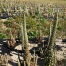 진안산소 이미지