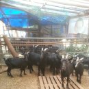 중인농장 이미지