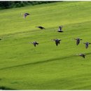 전원아파트 이미지