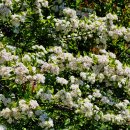 자월치안센터 이미지