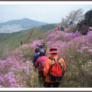 개화시기(開花時期) 이미지