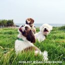 하울팟 부산케어센터 이미지