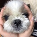 HMC펫케어 이미지