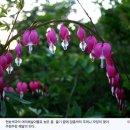 금낭화유치원 이미지