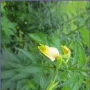 경기옛길 의주길 제3길 쌍미륵길 이미지