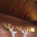 제니스 무인텔 이미지