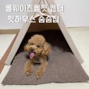 올펫 동물병원 | 올웨이즈올펫 엔터 펫하우스 숨숨집 후기, 강아지집 추천 :)