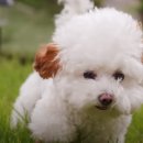 슈앤트리 이미지