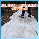 과일연구소당도 | 과일, 감귤 당도 올리는 타이벡 깔기 몰진밭농원